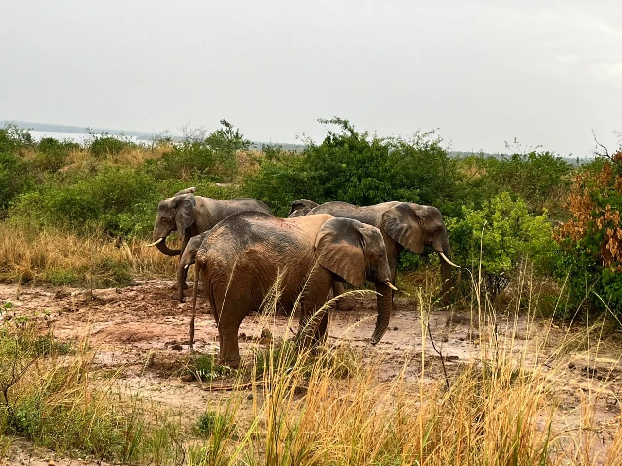 7 Day Primate, Wildlife &amp; Bird Safari In Uganda.